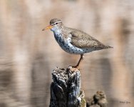SpottedSandpiper-407.jpg