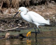SnowyEgret-440.jpg