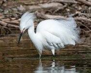 SnowyEgret-441.jpg