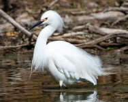 SnowyEgret-442.jpg
