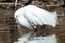 SnowyEgret-443.jpg