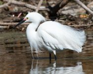 SnowyEgret-444.jpg