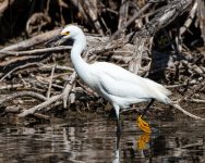 SnowyEgret-445.jpg