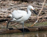 SnowyEgret-447.jpg