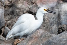 SnowyEgret-448.jpg