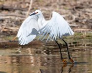 SnowyEgret-449.jpg