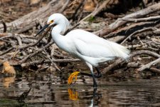 SnowyEgret-446.jpg