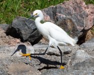 SnowyEgret-450.jpg
