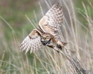 BurrowingOwlFlight-400.jpg
