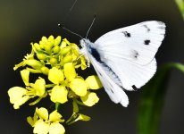 _ROY3594_00001.jpg