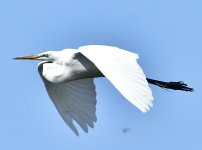 _ROY3626_00001.jpg