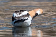 Avocet-440.jpg
