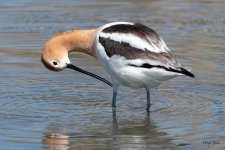 Avocet-442.jpg