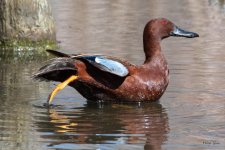 CinnamonTeal-400.jpg