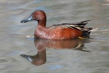 CinnamonTeal-401.jpg