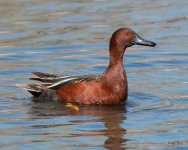 CinnamonTeal-402.jpg