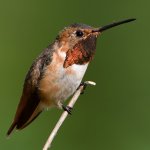 Hummer26.jpg