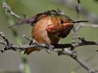 Hummer43.jpg