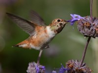 Hummer3.jpg