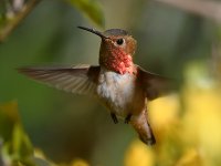 Hummer22.jpg