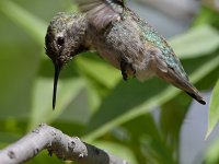 Hummer65.jpg