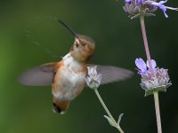 Hummer7.jpg