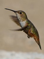 Hummer33.jpg