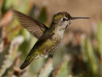 Hummer28.jpg