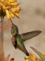 Hummer29.jpg