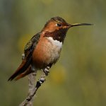 Hummer5.jpg