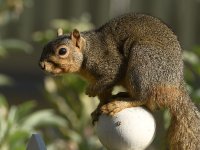 Squirrel.jpg