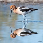 Avocet -435.jpg