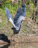 GBHFlight-436.jpg