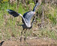 GBHFlight-438.jpg
