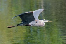 GBHFlight-441.jpg