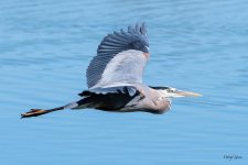 GBHFlight-443.jpg