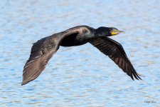 CormorantFlight-460.jpg