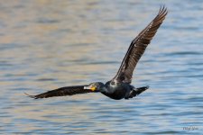 CormorantFlight-461.jpg