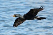 CormorantFlight-463.jpg