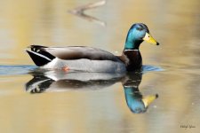 Mallard-405.jpg