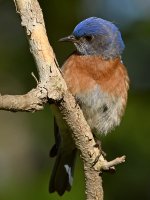 Bluebird11.jpg