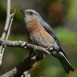 Bluebird13.jpg