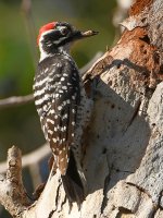 Woodpecker11.jpg