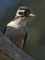 Woodpecker13.jpg