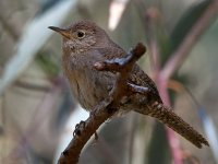Wren6.jpg