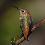 Hummer.jpg