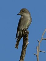 Flycatcher.jpg