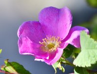 _ROY3892_00001.jpg