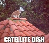 dish.jpg