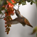 Hummer25.jpg
